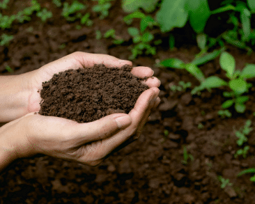 soil regeneration