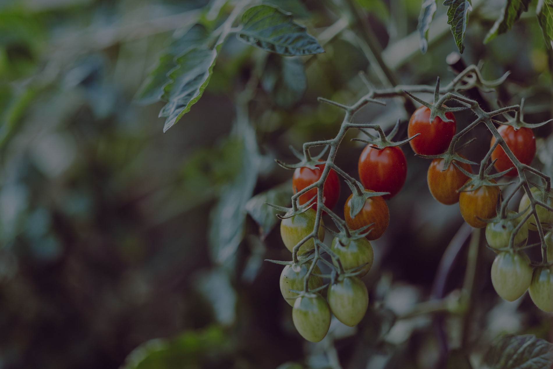 Tomatoes on a vine in Sheffield