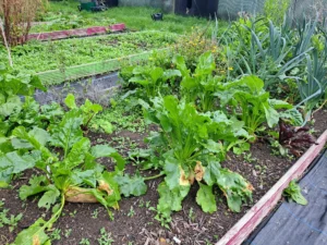 Veg plot at Arbourthorne Community Primary School