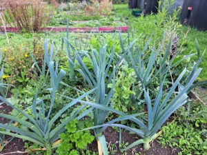 Leeks at Arbourthorne Community Primary School  garden 
